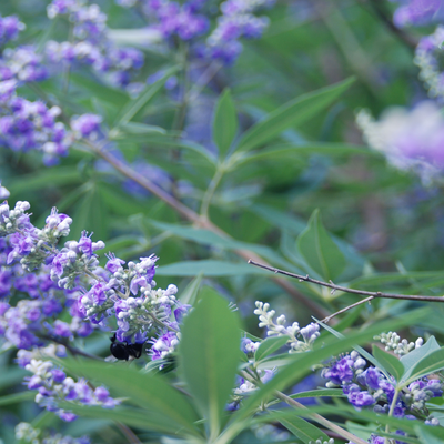 All About Vitex (Chasteberry)